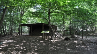 FORET DE SIVENS - PETITE BOUCLE-tarn