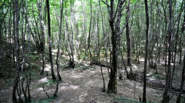 LE BOIS DE GRADILLE - VERSION SPORTIVE-tarn