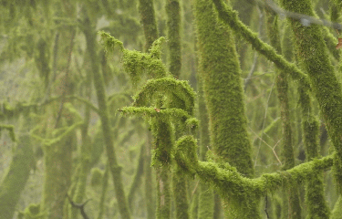 VALLEE SAUVAGE DU DADOU-tarn