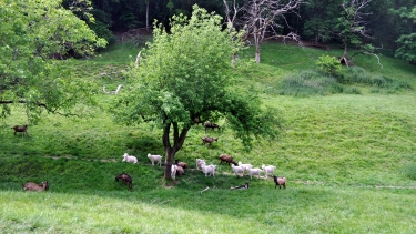 LES ABRIOLS - VALEYRES-tarn