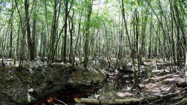 MEANDRE DU RO ORIENTAL-tarn