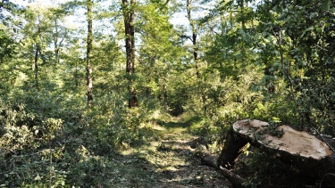 RUISSEAUX DE LA GRESIGNE-tarn