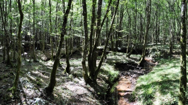 RUISSEAUX DE LA GRESIGNE-tarn