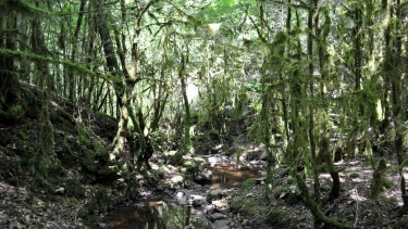 RUISSEAU DES BEUDES (2)-tarn