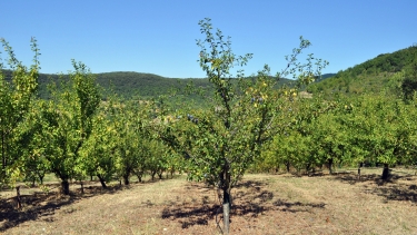LE VERGER CONSERVATOIRE-tarn