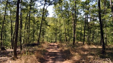 MASSIF DE MONTOULIEU-tarn
