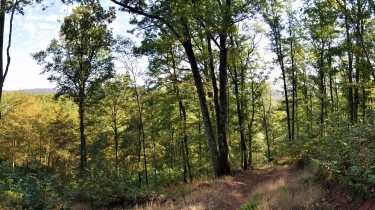 LES RUINES DE LA VERE-tarn
