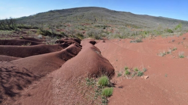 LES ROUGIERS DE MARAVAL-tarn