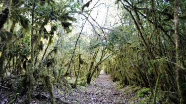 LES ABRIOLS - LA PALME-tarn