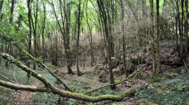 MONTROSIER - VALLEE DU BONNAN-tarn