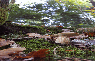 AUTOUR DE GIJOUNET-tarn