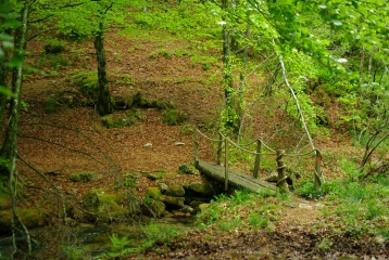 SUR LES PAS DE L ENFANT SAUVAGE-tarn