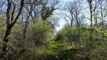 LE MAQUIS DE GRESIGNE (I)-tarn