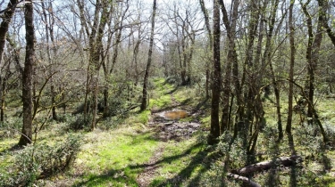 LE MAQUIS DE GRESIGNE (I)-tarn