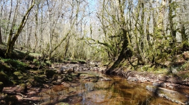 LE MAQUIS DE GRESIGNE (II)-tarn