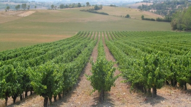 RABASTENS - SENTIER D AMEDEE LE VIGNERON-tarn