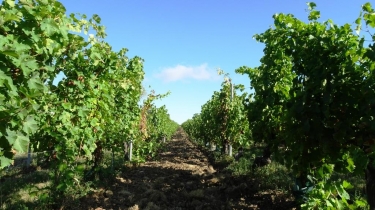 CAHUZAC-SUR-VERE - MAURIAC-tarn