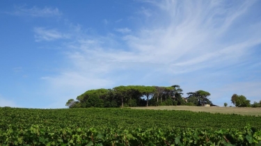 MAURIAC - BOISSEL - SENOUILLAC-tarn