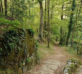 PAMPELONNE - SENTIER BOTANIQUE-tarn