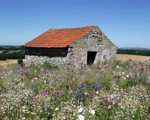 PAMPELONNE - SENTIER DES OUSTALOUS-tarn