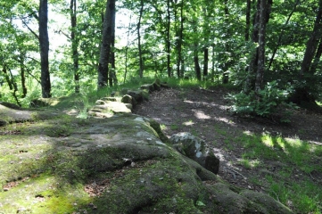 FORET DE GRESIGNE-tarn