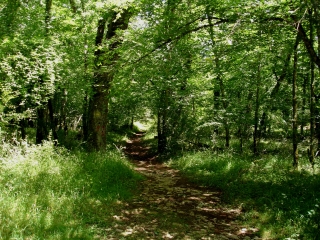 SENTIER OPPIDUM SAINT CLEMENT-tarn