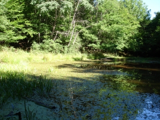 OPPIDUM DU RENARD-tarn