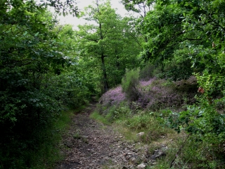 FORET DE GRESIGNE (2)-tarn