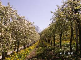 MIOLLES - SENTIER DES VIGNES ET VERGERS-tarn