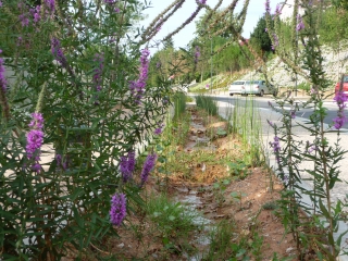 SENTIER DES FONTAINES-tarn