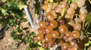 FAYSSAC - PASSION 2-tarn