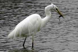 SAIX - LE CHEMIN DES OISEAUX-tarn