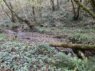 ESCOUSSENS - CASCADE DE MOUSCAILLOU-tarn