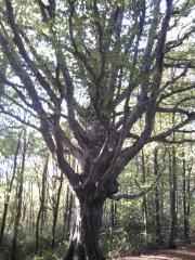 LES CAMMAZES (2)-tarn