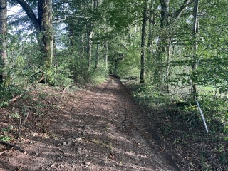ROUAIROUX - LE SENTIER DES HAUTES FUTAIES-tarn