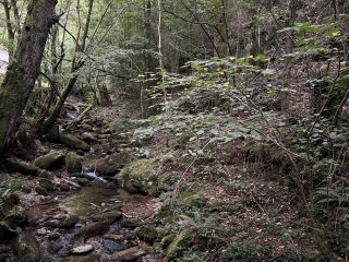 SAINT-AMANS-SOULT - LE SENTIER DES GENTILSHOMMES VERRIERS-tarn
