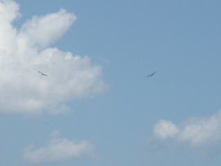 ST-SALVY-DE-LA-BALME (2)-tarn