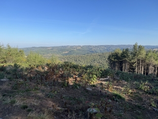 BOISSEZON - BOUCLE DE SARRETTE PUECH DU FAU-tarn