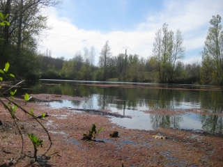 GUITALENS - BOIS DE CAUDEVAL-tarn