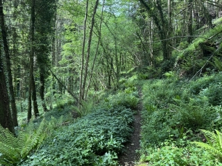 CAMBOUNES - SENTIER DU BOIS DU PRINCE-tarn
