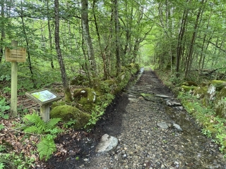 LE MARGNèS - LE SENTIER DES VACHES-tarn