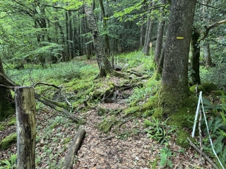 LE MARGNèS - LE SENTIER DES VACHES-tarn