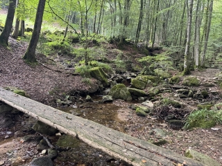 LACAUNE - SUR LES TRACES DE L ENFANT SAUVAGE-tarn