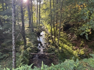 LACAUNE - EN SUIVANT L ENFANT SAUVAGE-tarn