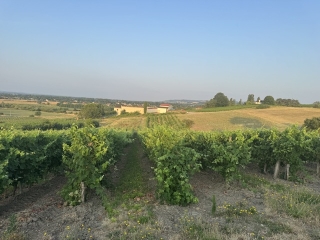 GAILLAC - OENORANDO LA RONDE DES VIGNERONS