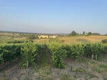 GAILLAC - OENORANDO LA RONDE DES VIGNERONS-tarn