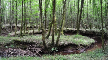 SENTIER DE DECOUVERTE DE SAINT-CLEMENT-tarn