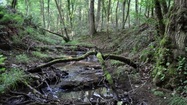 AU COEUR DE LA GRESIGNE-tarn