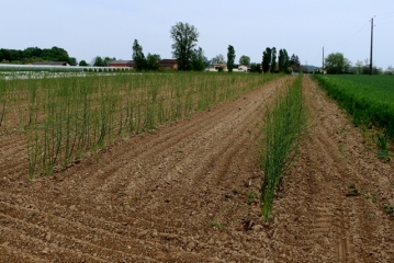 VAZERAC - CIRCUIT DU CHATEAU ET DU LEMBOULAS PR 2-tarn-et-garonne