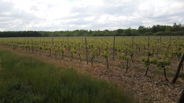 MONTBARTIER - VARIANTE 1 - BORD DU CANAL LATERAL A LA GARRONNE-tarn-et-garonne